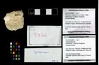 Foto (Objekt + Etikett) von Cycloprosopon sp.  (NHMW-GEO-2014-0194-0826)
